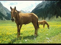 2005-K-d-32-Karakol-032