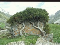 2005-K-d-35-Karakol-042