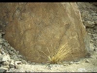 2005-T-M32-Murghab-49