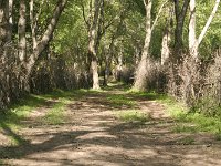 07-Arslanbob-15-Wallnusswaelder