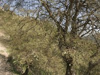 07-Arslanbob-16-Raupenbefall