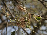 07-Arslanbob-17a-Raupenbefall