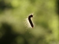 07-Arslanbob-17b-Raupe