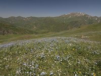 07-KulMazar-06-Blumenwiese