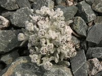 00-C-AlaArcha-10-Blume