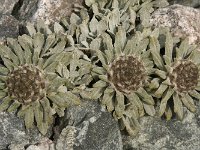 00-C-AlaArcha-11-Blume