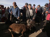 02-Karakol-16-Viehmarkt-Schafe