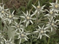 02-YetiUguz-06f-Edelweiss