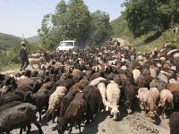 05-Naryn-17-SchafsSperre