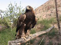 03-KadjiSay-03-Steinadler