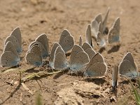 08-SaryChelek-05-Blaeulinge