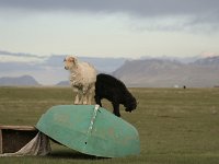 04-SonKul-06-ZiegenaufBoot