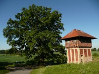 03514-Wörlitz-Limestrurm