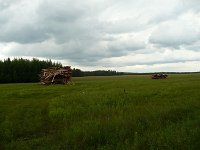 0401-vanskoe-holz-auf-wiese