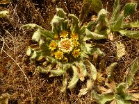 P1020968  Blume aus der Edelweiß Familie