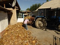 P1050504  Sonnenblumenernte