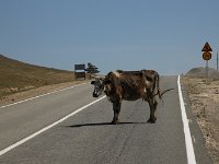 bb-501  Kühe laufen frei herum ...