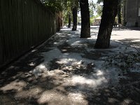 aa-507-weidenbluetenstaub  Weidenblütenstaub, als ob es im Sommer geschneit hat