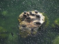 cc-603-seehunde  Baikalrobben sonnen sich weit unter mir