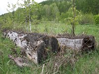 03-031-birke-auf-kiefer-IMG 6999  Birke wächst auf Fichte