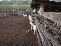 04-014-Ziegen-IMG 7204  auch Ziegen mögen keinen Regen