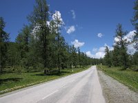 05-031-IMG 7515  100 km nur Lerchenbäume und Wälder