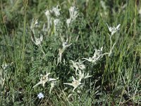 05-037-Edelweiss-IMG 7543  Schon auf 1000 m blühen Edelweis