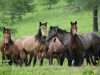 05-058-IMG 7611  frei lebende Pferde