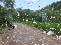 06-106-20160618 123743  ... in diesem Jahr eine Invasion | die große Menge toter Schmetterlinge riechen nach Fisch