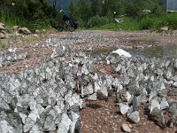 20160618 123818  ... sammeln sich auf der Straße ...