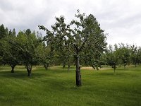 008-Sauerkirschen  Sauerkirschen frsich vom Baum