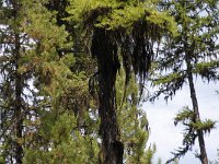 014-old-mans-beart  Old Mans Beart