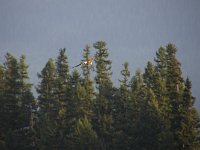 018-weisskopfseeadler  Weißkopfseeadler