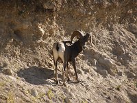 029-Grosser-Ziegenbock-an-der-Strasse  Big Horn Sheep an Strasse