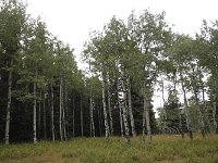 039-Lynx-Creek  Lynx Creek