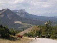 044-Castle-Wildland  Castle Wildland