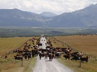 046-Castle-Wildland-Kuehe  Castle Wildland Kühe