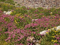 080-Blumenmeer  Blumenmeer