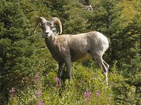 084  Big Horn Sheep