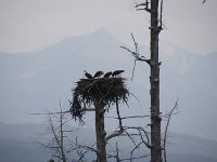 120-Seeadler  Seeadler