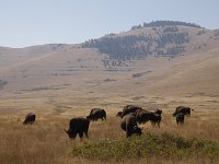 MG 0299  National Bison Farm