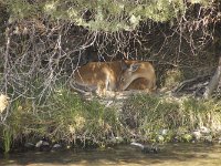 MG 0301  Bison Farm schlafendes Reh