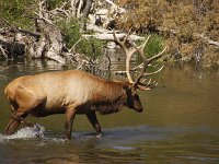 MG 0324  Bison Farm Elk Männchen