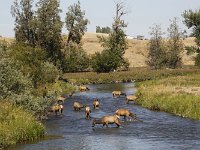 MG 0366  National Bison Farm