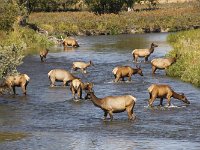 MG 0367  National Bison Farm