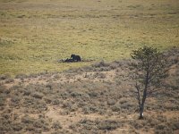 yellowstone-Alum-Creek-05  Alum Creek Ein Grizzly ist einen Bison!