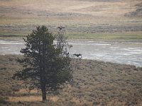 yellowstone-Alum-Creek-06  Alum Creek