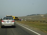 yellowstone-Alum-Creek-10  Alum Creek Bisons
