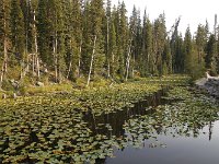 yellowstone-craig-pass-continetal-divide-02-isla-lake  Craig Pass Continental Devide Isla Lake fließt in Atlantik wie Pazific