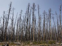 yellowstone-gull-point-drive  Gull Point Drive